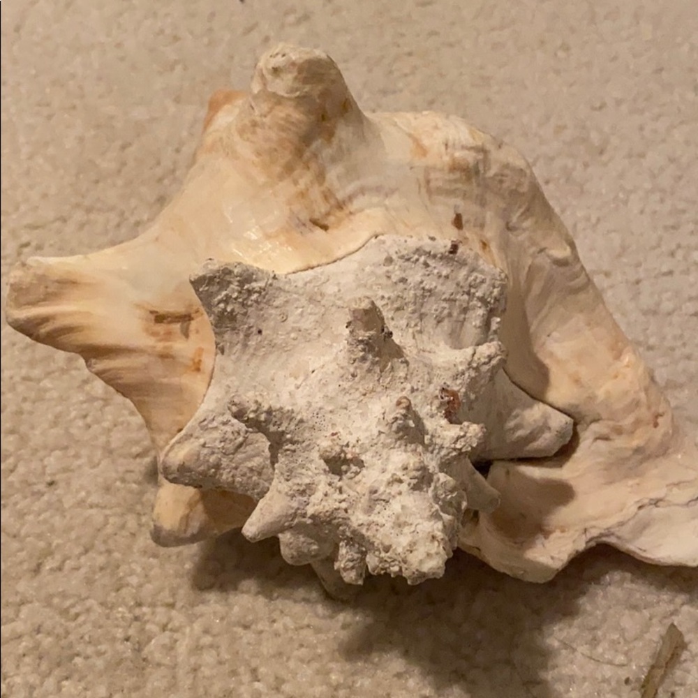 Shell